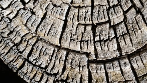 pine log  wood  pattern
