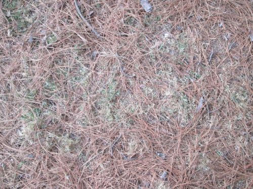 Pine Needle Texture 1