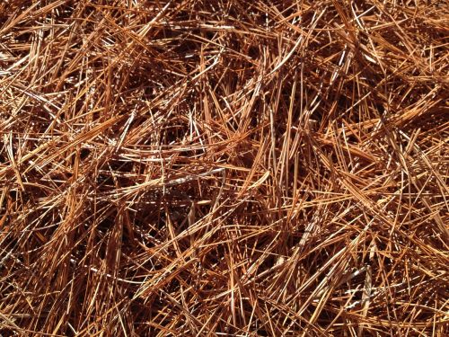 pine needles carpet fall