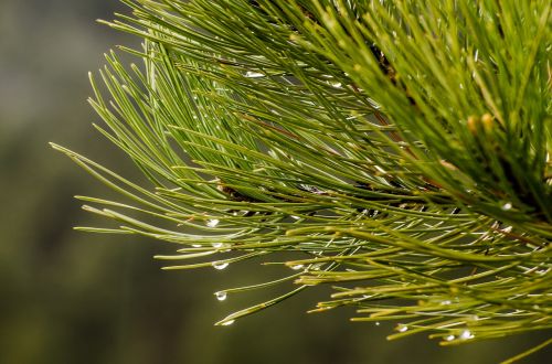 pine needles water drops droplets