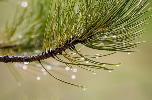 pine needles water drops droplets