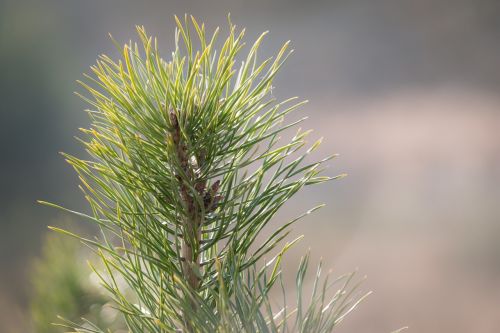 pine needles conifer pine