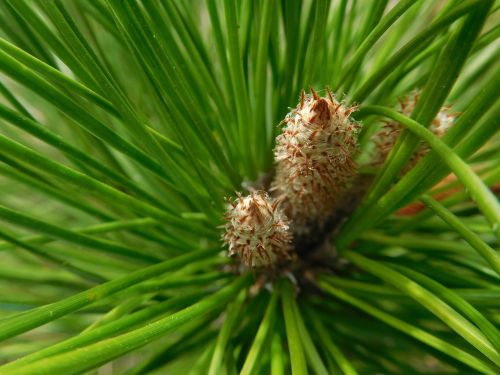 pine needles needles green
