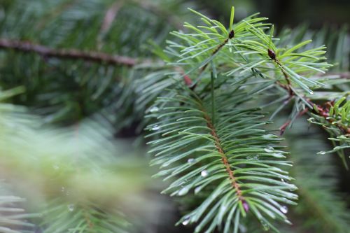 pine needles pine plant