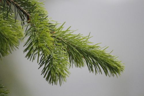 pine needles fir tannenzweig