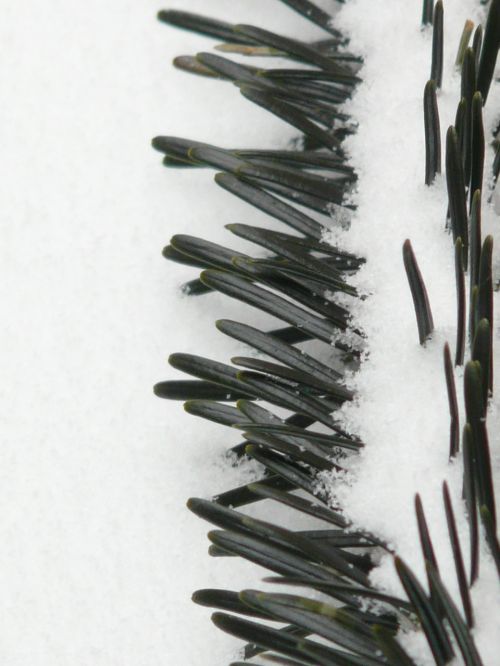 pine needles close tannenzweig