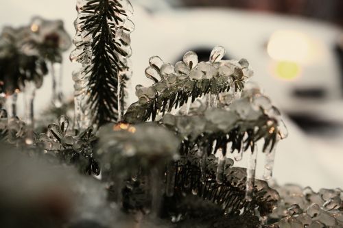 pine needles frozen ice