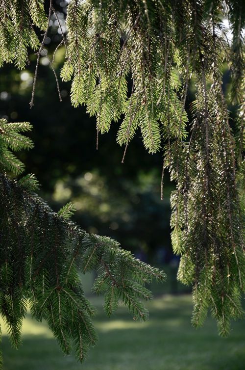 pine needles summer tree