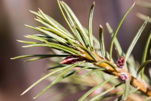pine needles spring frühlingsanfang
