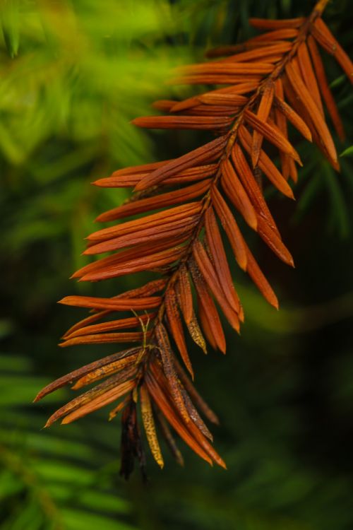 pine needles red green