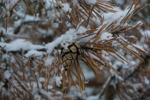 pine needles  pine cones  snow