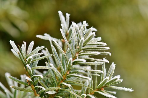 pine needles  spruce  needles