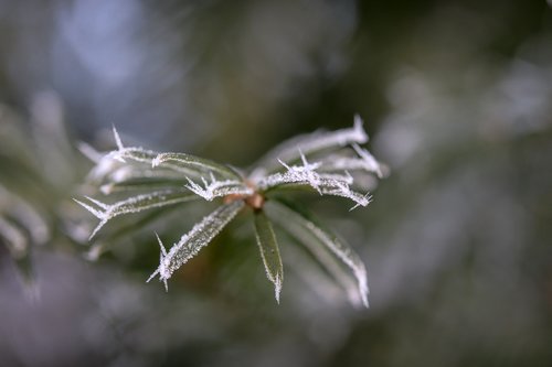 pine needles  frost  eiskristalle