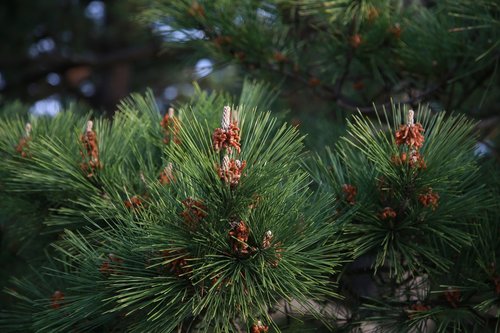 pine needles  wood  nature