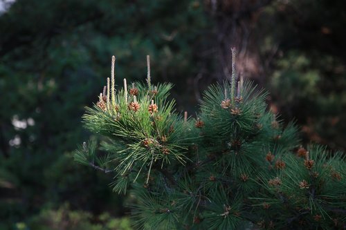 pine needles  wood  nature