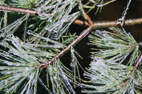 pine needles ice iced