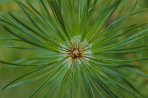 pine needles pine green