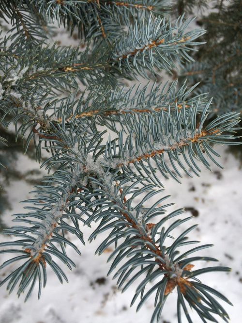 pine needles spruce pine