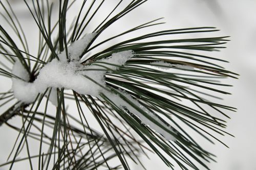 pine needles winter snow