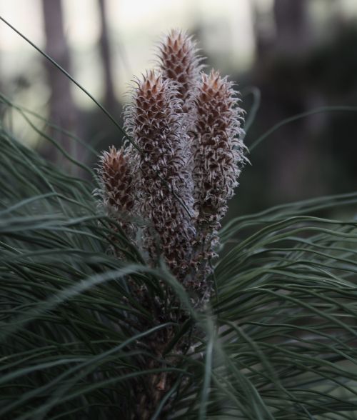 pine needles macro pine