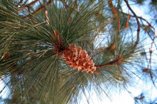 Pine Needles And Cone