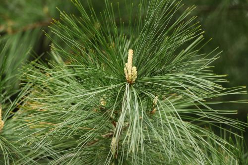 Pine Needles And Cones
