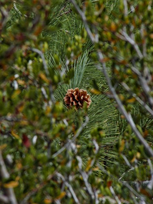 Pine On A Branch