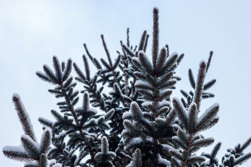 pine tree snow pine