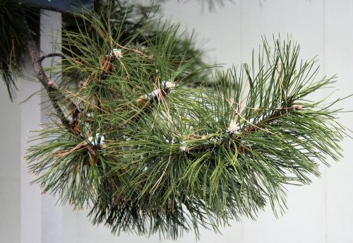 pine tree pine branch pine needles