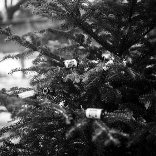 pine tree film canisters tree
