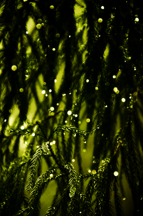 pine tree green shiny