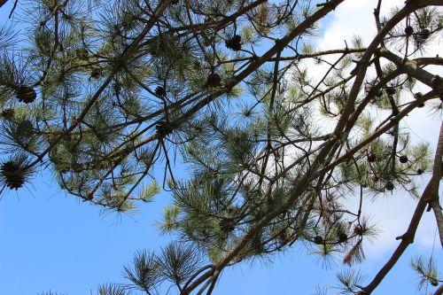 pine tree echinacea blue sky