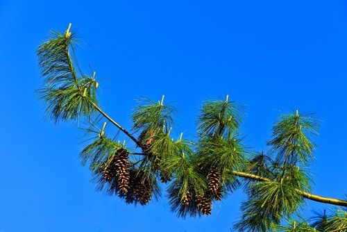 pine tree  conifer  tree