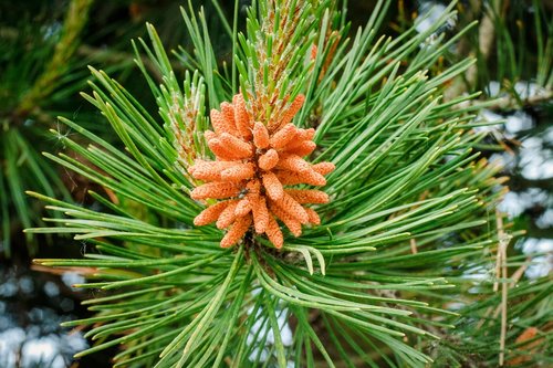 pine-tree  tree  pine