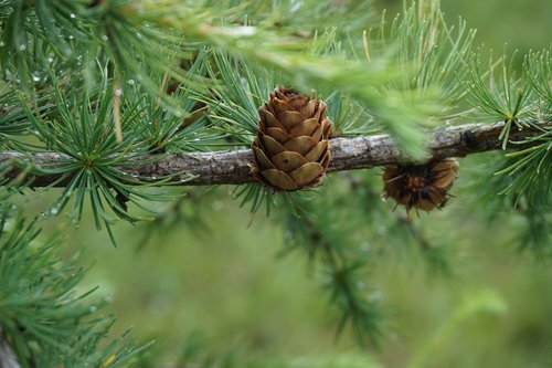 pine tree  green  dew