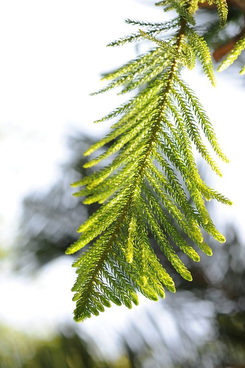 pine tree  the leaves  sunshine