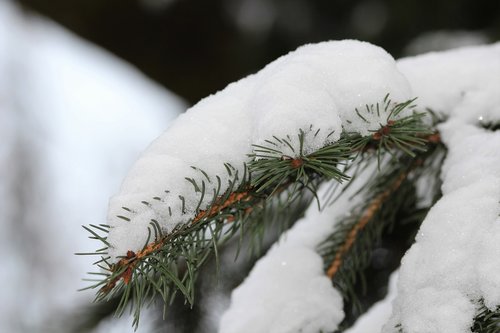 pine tree  branch  snow
