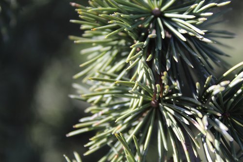 pine tree  macro  nature