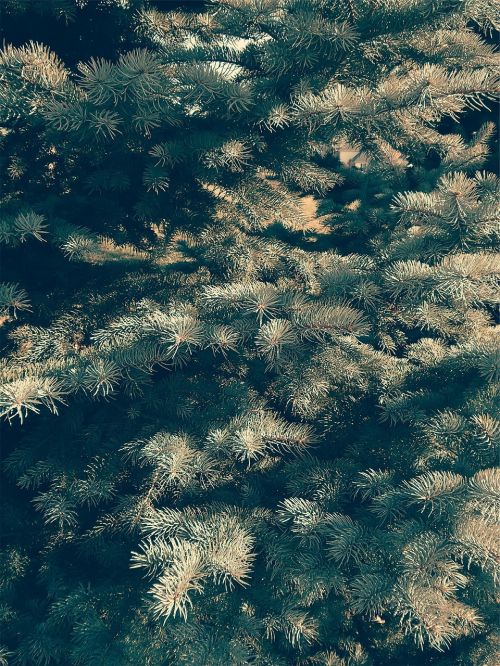 pine tree needles coniferous