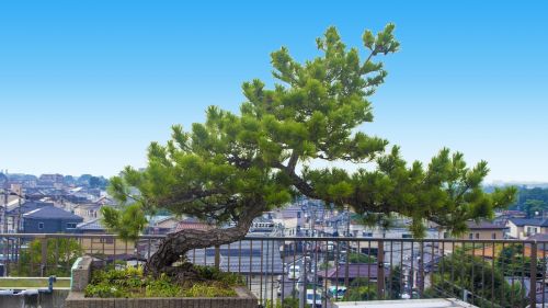 pine tree life city
