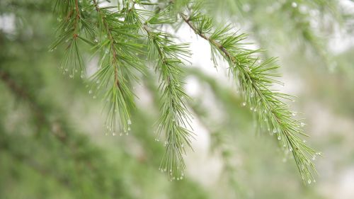 pine tree conifer dew