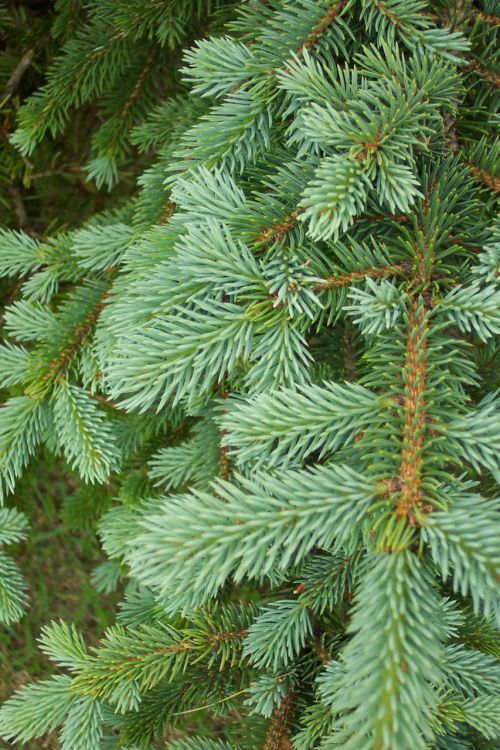 Pine Tree Background