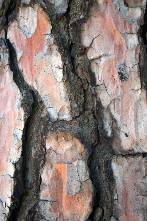 Pine Tree Bark