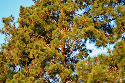 Pine Tree Bearing Cones
