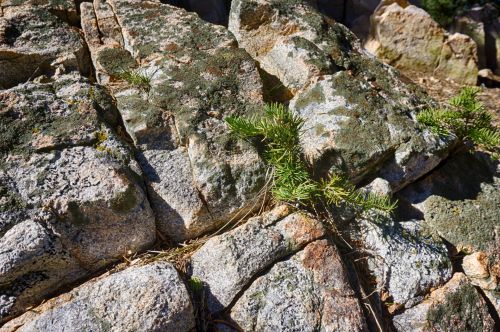 Pine Tree Grows In Rock