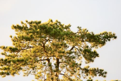 Pine Tree In The Sunlight