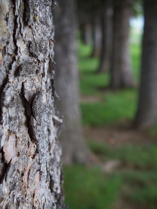 Pine Tree Side View