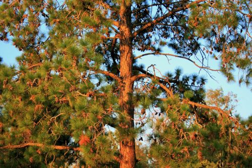 Pine Tree With Cones