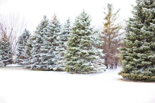 pine trees evergreens snow in pine trees