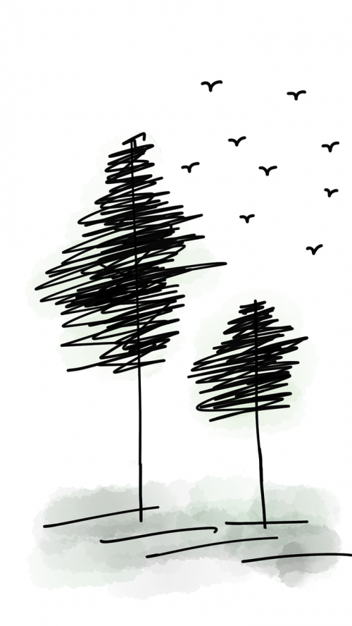 pine trees birds forest